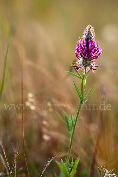 Fuchsschwanz-Klee (Trifolium rubens)