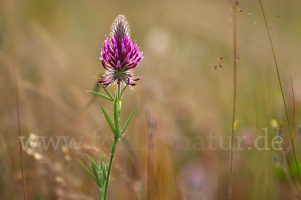 Fuchsschwanz-Klee (Trifolium rubens)