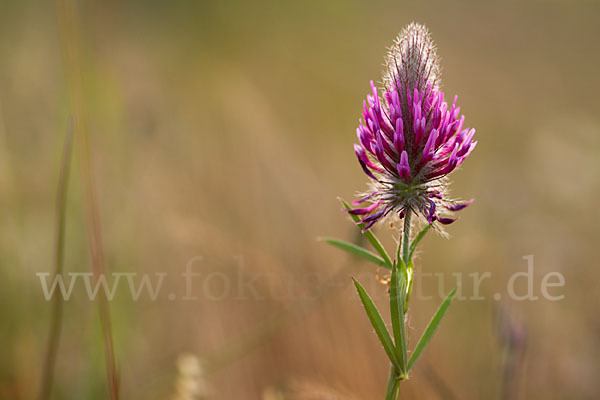 Fuchsschwanz-Klee (Trifolium rubens)