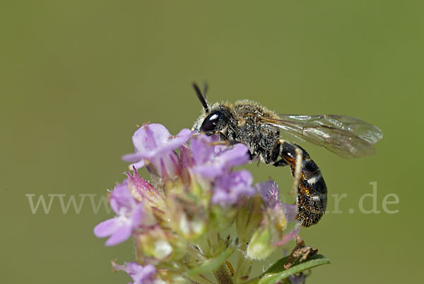 Furchenbiene spec. (Lasioglossum calceatum)