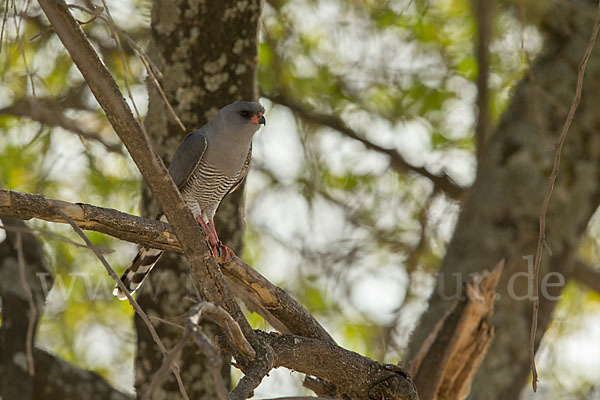 Gabarhabicht (Micronisus gabar)