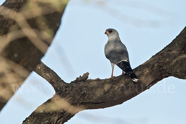 Gabarhabicht (Micronisus gabar)