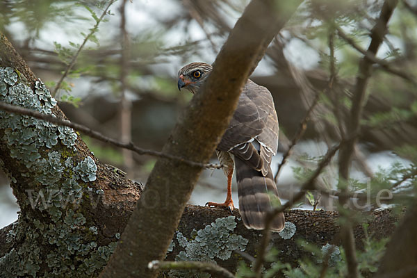 Gabarhabicht (Micronisus gabar)