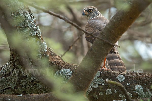 Gabarhabicht (Micronisus gabar)