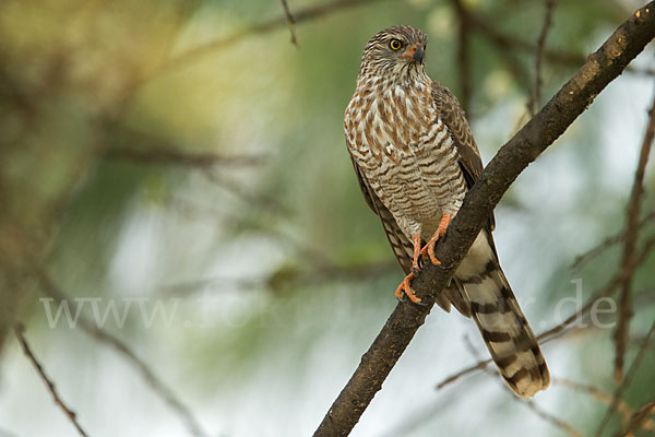 Gabarhabicht (Micronisus gabar)