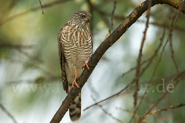 Gabarhabicht (Micronisus gabar)