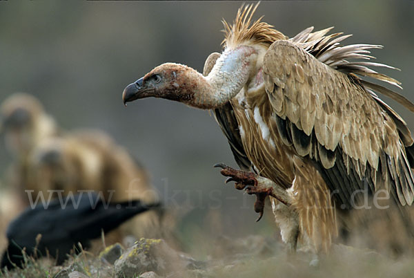 Gänsegeier (Gyps fulvus)