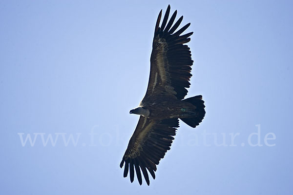 Gänsegeier (Gyps fulvus)