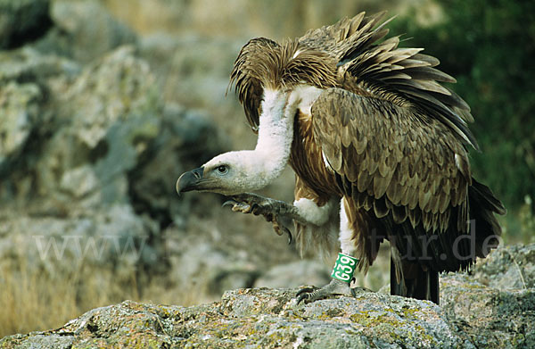 Gänsegeier (Gyps fulvus)