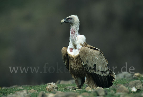 Gänsegeier (Gyps fulvus)