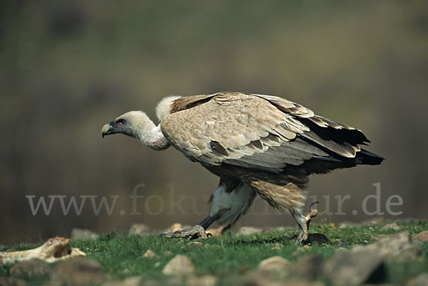 Gänsegeier (Gyps fulvus)