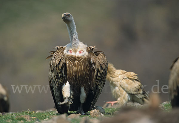 Gänsegeier (Gyps fulvus)