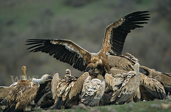 Gänsegeier (Gyps fulvus)