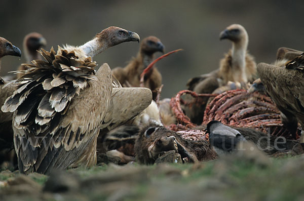 Gänsegeier (Gyps fulvus)