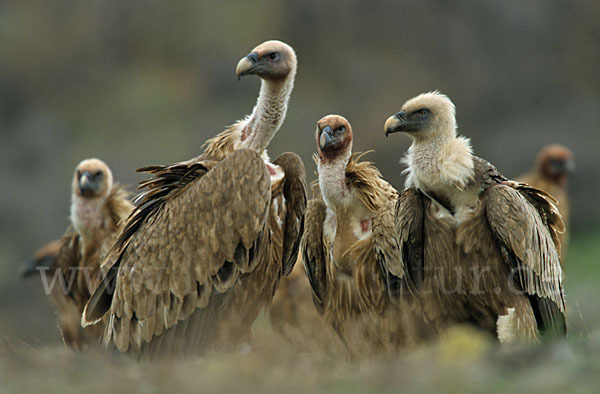 Gänsegeier (Gyps fulvus)