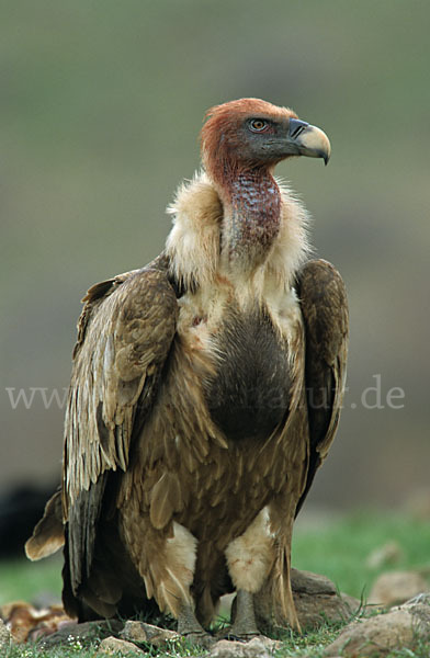 Gänsegeier (Gyps fulvus)