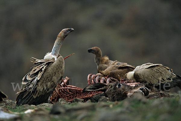 Gänsegeier (Gyps fulvus)