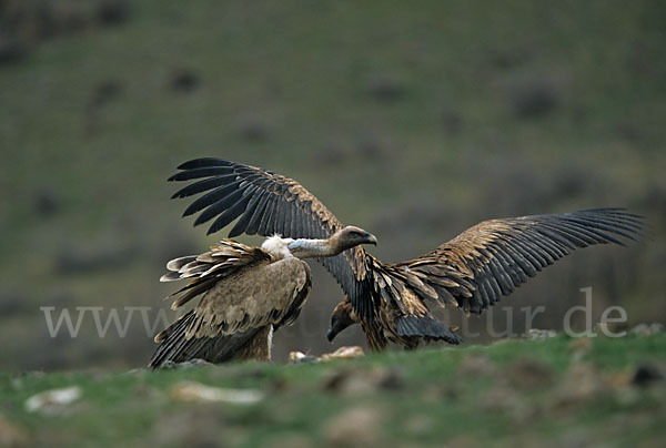 Gänsegeier (Gyps fulvus)