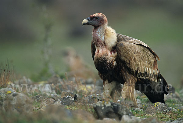 Gänsegeier (Gyps fulvus)