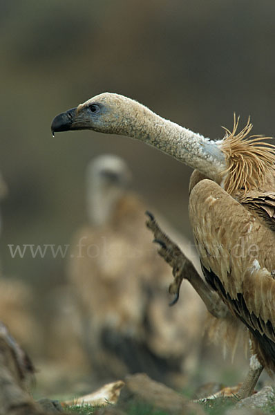 Gänsegeier (Gyps fulvus)