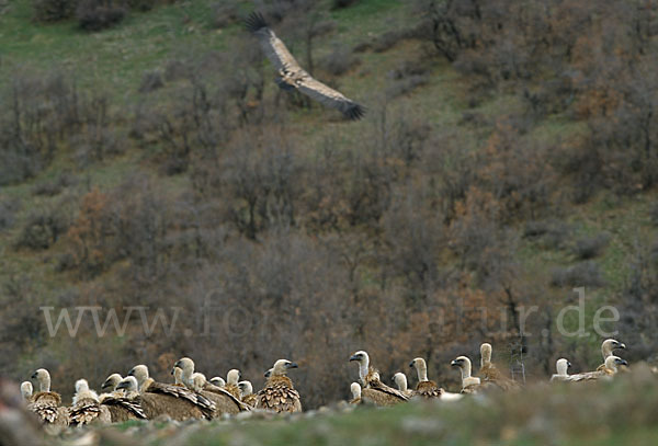 Gänsegeier (Gyps fulvus)