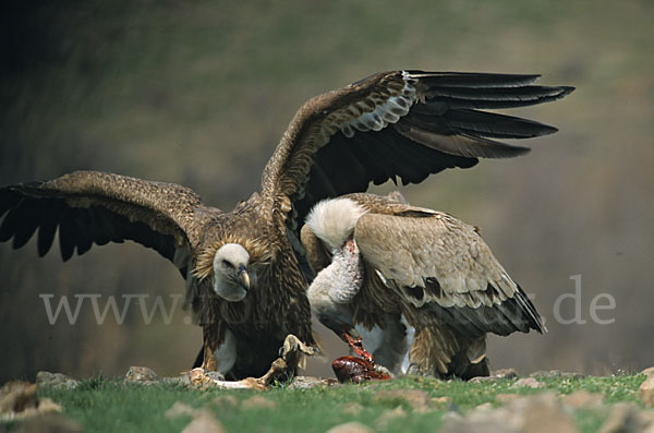 Gänsegeier (Gyps fulvus)