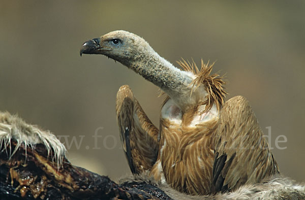 Gänsegeier (Gyps fulvus)