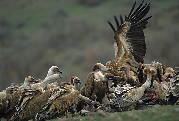 Gänsegeier (Gyps fulvus)