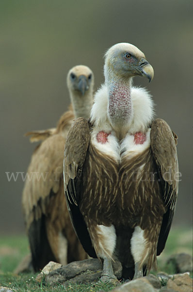 Gänsegeier (Gyps fulvus)