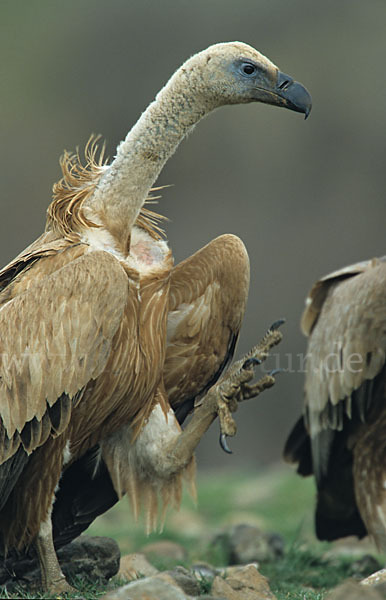 Gänsegeier (Gyps fulvus)