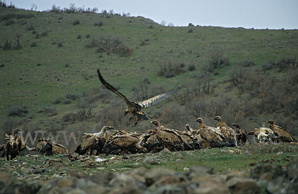 Gänsegeier (Gyps fulvus)