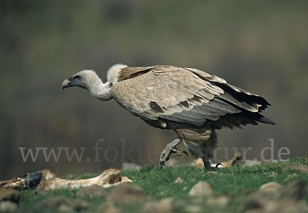 Gänsegeier (Gyps fulvus)