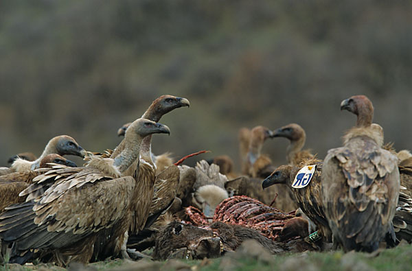 Gänsegeier (Gyps fulvus)