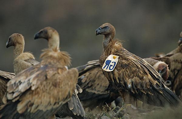 Gänsegeier (Gyps fulvus)