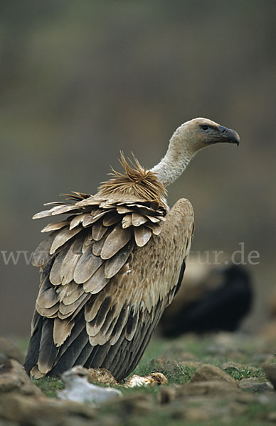 Gänsegeier (Gyps fulvus)