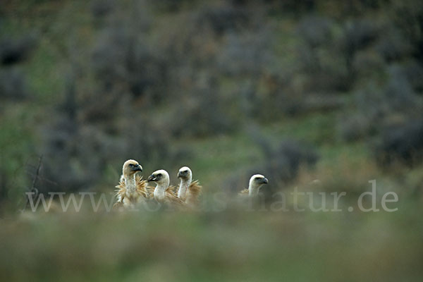 Gänsegeier (Gyps fulvus)