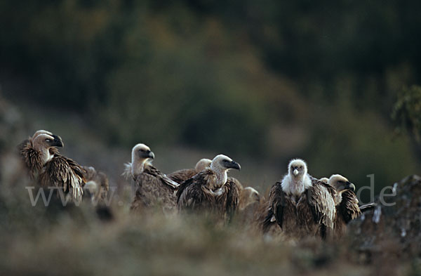 Gänsegeier (Gyps fulvus)