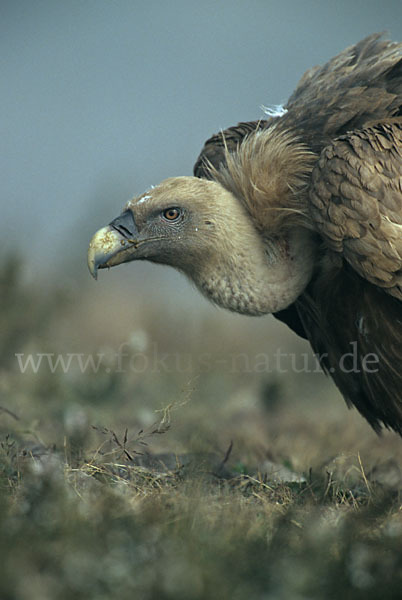 Gänsegeier (Gyps fulvus)