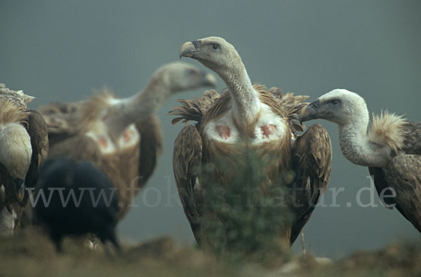 Gänsegeier (Gyps fulvus)