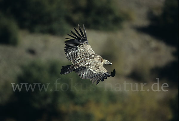 Gänsegeier (Gyps fulvus)