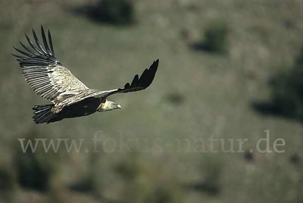 Gänsegeier (Gyps fulvus)