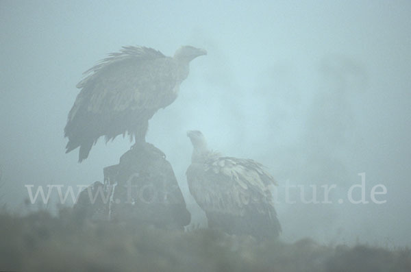 Gänsegeier (Gyps fulvus)