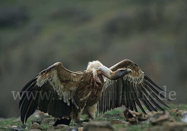 Gänsegeier (Gyps fulvus)