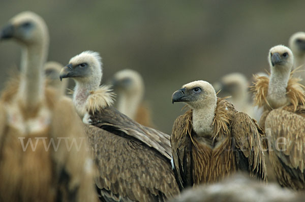 Gänsegeier (Gyps fulvus)