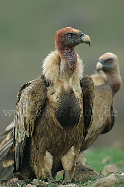 Gänsegeier (Gyps fulvus)