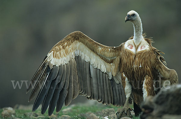 Gänsegeier (Gyps fulvus)