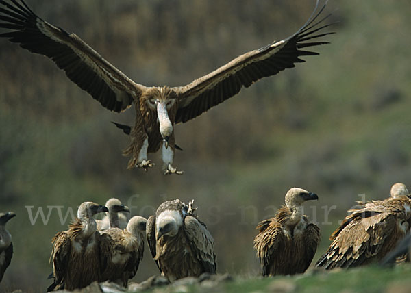 Gänsegeier (Gyps fulvus)