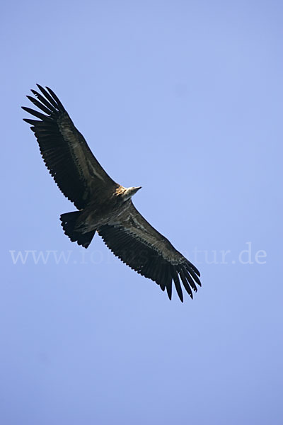 Gänsegeier (Gyps fulvus)