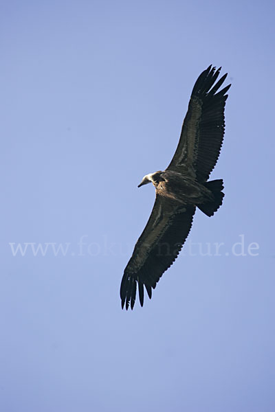 Gänsegeier (Gyps fulvus)