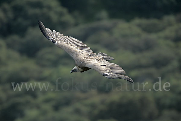 Gänsegeier (Gyps fulvus)